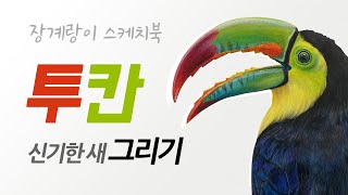 토코투칸 그리기 (Toco Toucan)