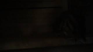 새끼 코뉴어 울음소리