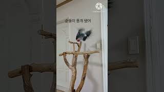앵무새ㅡ순돌이 똥개됐어요