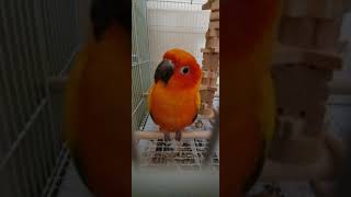 썬코뉴어 커엽누