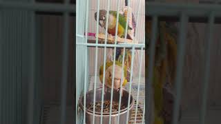 코뉴어앵무새 루나와 루오의 해바라기 씨앗 먹방