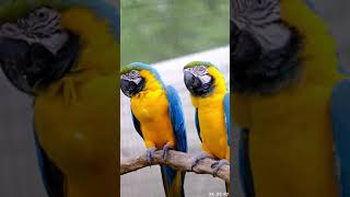 에버랜드 앵무새집 목욕하는 청금강앵무  / Everland Parrot house Blue & Gold Macaw
