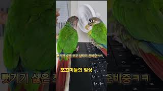 엉뚱한곳에 화풀이하는 앵무새#앵무새키우기 #코뉴어 #기타 피크#엉무새 장난감