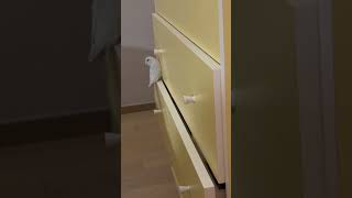 스릴을 즐기는 앵무새 #parrot #parrotlet…