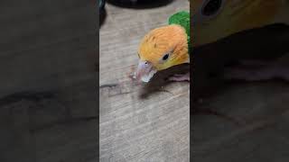 배 먹는 앵무새 #노란머리카이큐 #카이큐앵무새 #parrot