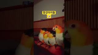 똥강아지들 모임.                        #앵무새 #parrot #birds #cute #pets #animals #카이큐