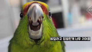 앵무새를 반려동물로써 들이기전에 생각해야할 점 part.ll