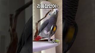 소리나는 거 참 좋아하는 빙구모드 앵무새  회색앵무 잠바