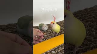 짹짹이들 모란앵무새 퀘이커앵무새 아기앵무새또또 성격다른앵무새들