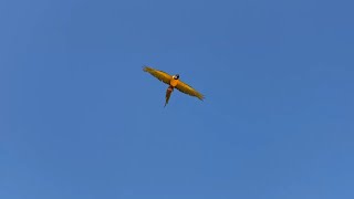 [청금강]제주도에서의 자유비행 - 함덕해수욕장