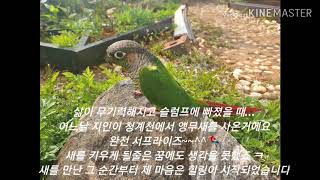 코뉴어,잉꼬를 소개합니다 마지막 2초 영상도 놓치지 마…