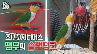 새가 농구를 해... 보드도 타...┃This bird can play basketball! Ddaeong-mu the genius bird