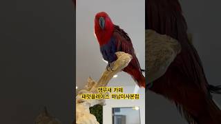 #앵무새카페 #패럿플레이스하남미사본점 #청금강앵무새 #뉴기니아앵무 #회색앵무 #엄브렐라코카투 #코뉴어앵무새 #카이큐앵무새 #퀘이커앵무 #사랑앵무 #왕관앵무 #모란앵무새