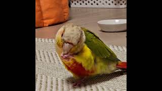 [앵두야] 콩알 까먹는 앵두 peels and eats a bean #fyp #shorts #pets #parrot #앵무새 #funny #cute