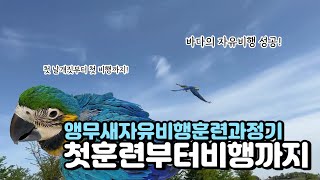 청금강 바다 앵무새 자유비행 훈련 첫날개짓부터 첫비행까…