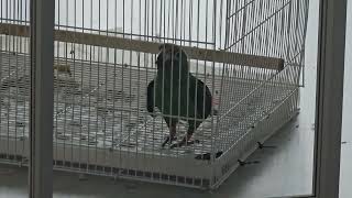 20250505 썬코뉴어 울음소리 따라하는 쟈딘앵무 Jardine's Parrot imitating the Sunconure call