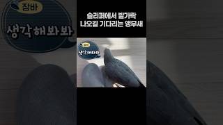 슬리퍼에서 발가락 나오길 기다리는 앵무새  회색앵무 잠바