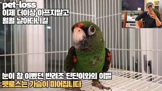 반려동물 자딘앵무새 딘딘이와의 이별 #펫로스 #죄책감 #우울