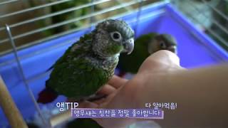 아기 앵무새 5분간 넋 놓고 보실래요?