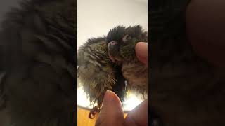 #앵무새#코뉴어#코뉴어앵무새#