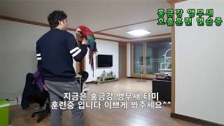 홍금강 앵무새 타미 호출훈련중 입니다 자유비행하기 위해서 기초훈련