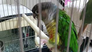 코뉴어~아오리 사과 냠냠 샤론패럿