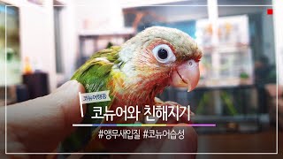 [대구앵무새농장] 코뉴어 행동이해하기 (코뉴어입질)