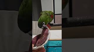 꽁패.앵무새.한스마카우.먹음직스럽게 한입.