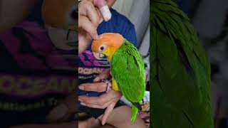 카이큐 앵무새! 블랙핑크 제니의 '만트라` 부적  딱 붙여주!