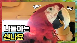 [홍금강 라틴] 나들이에 신이난 앵무새  저 고백받았지 뭐에요~ 감동 ㅠ