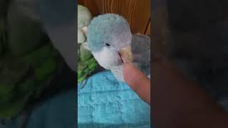 혼내면 눈치보는 퀘이커 앵무새 #shorts