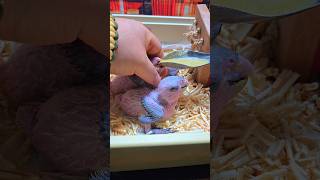 검은 머리 카이큐, 세네갈 앵무새예요. #birdslover #parrot #pets #birds #cute #animals #사계절앵무새 #앵무새성장 #앵무새분양