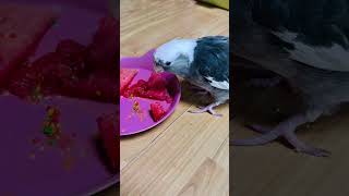 반달이의 수박 먹방!  #hobby #parrot #b…