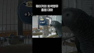 퀘이커앵무새와 회색앵무의 홈캠 대화 ️ 말하는 앵무새 …