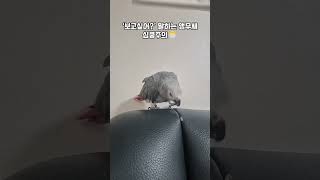 엄마 봐봐 했더니… ‘보고싶어?’ 라고 말한 앵무새 / #shorts