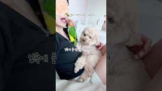 엄마를 뺏겻다 #강아지 #동물키우기 #반려견 #애견영상 #귀여운 #강아지브이로그 #반려동물 #펫 #앵무새#노란머리카이큐#카이큐#앵집사#푸들