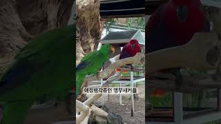 달달한 앵무새 #앵무새 #앵무새커플 #뽀뽀 #베고니아새…