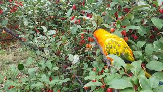 토종보리수  썬코뉴어