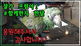 쟈딘앵무 프림이  케어하기 한달, 잘가 프림아! 응원해…