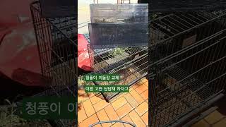 비좁은 이동장에서 대형견 이동장으로 #이동장 #청금강앵무새