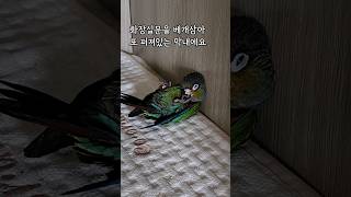 눕방이 젤 쉬웠어요 #발라당아기새 #cuteparrot…