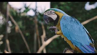 금강앵무새, 마카우, Parrots, Macaws 7,…