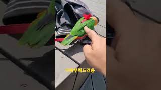 점프하는 검은머리카이큐 단호박 #shorts