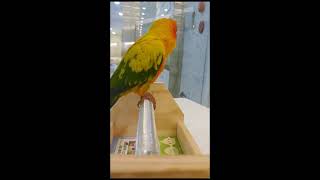 썬코뉴어 소음, 썬코뉴어 울음소리 반복재생 #썬코뉴어앵…