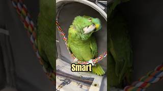 Amazon Parrot Talks Like a Human! 