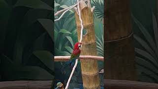 금강앵무 청금강앵무 붉은관유황앵무 푸른이마아마존앵무 서울대공원동물원 열대조류관 2025.01.08