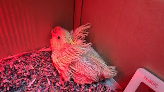 [앵무새 이유조 키우기]미디움 코카투 베니와의 첫만남