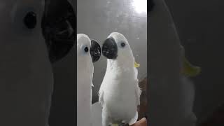 거울과 싸우는 코카투 울앵두