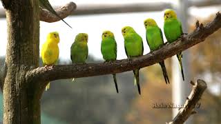 앵무새를 집에서 새 키우기와 새 키우는 방법에 대해 - By [Asia Nature TV]