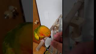 귀염둥이 썬코뉴어 훈련!